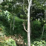 Birds Hill Homestay