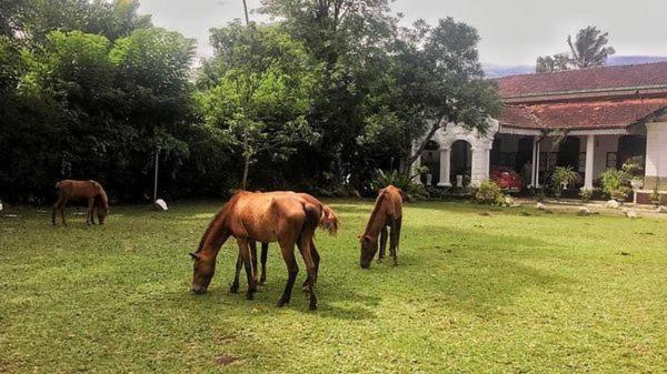 Galkanda Walawwa Kandy