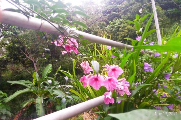 Bird Wood Homestay *