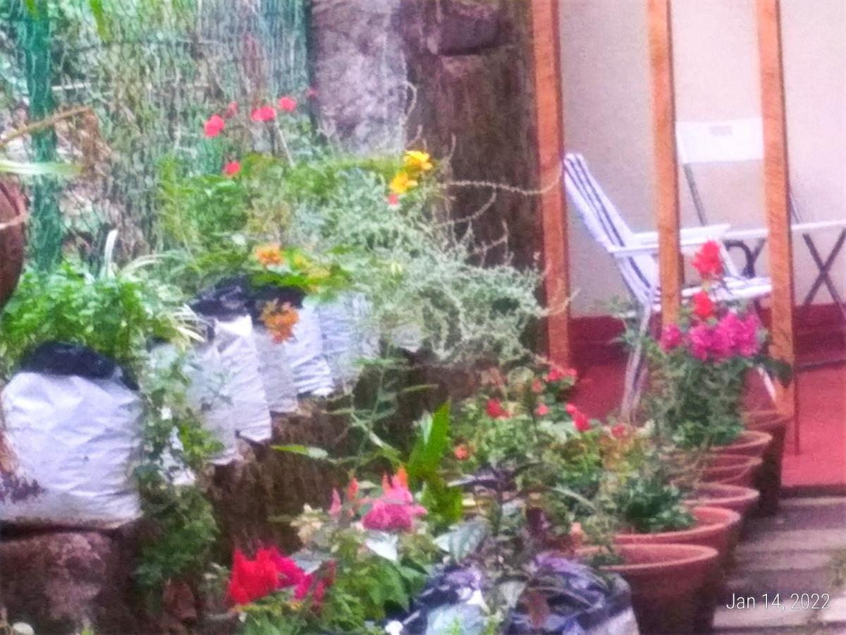 Bird Wood Homestay *