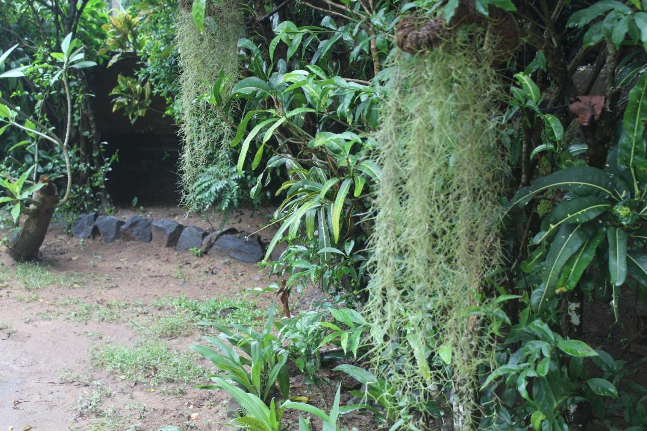 Lazy Bear In * Kandy