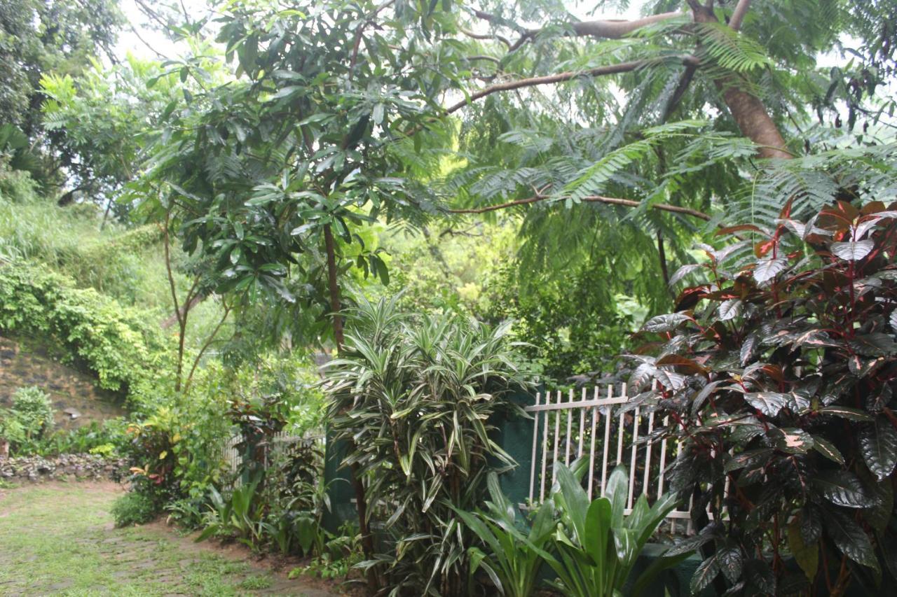 Lazy Bear In Kandy