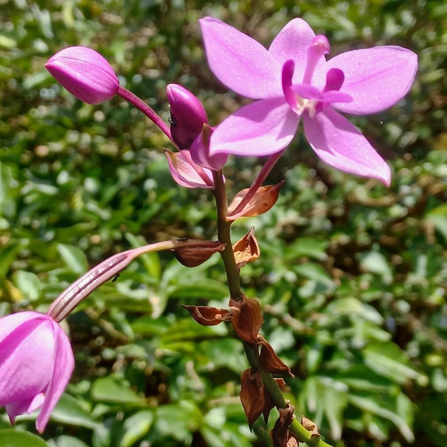 The Bbc Cheliyan Kandy