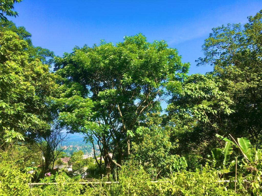Homestay Bird Wood