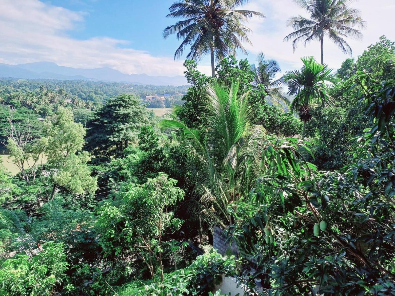The Traveller * Kandy