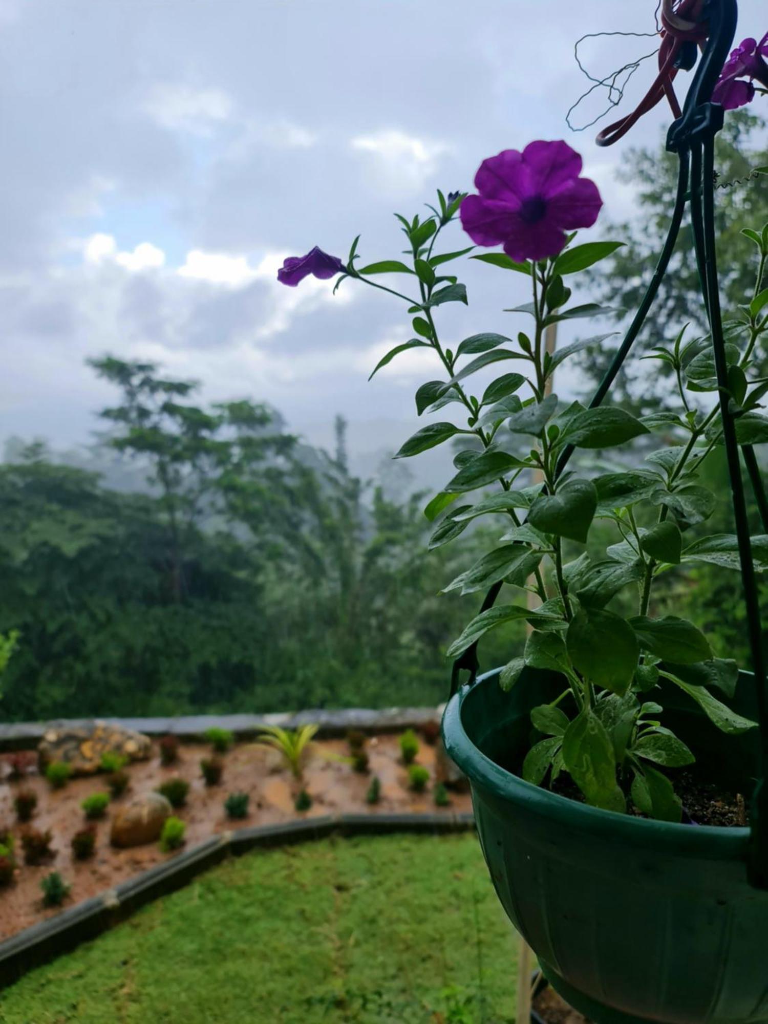 Hello * Kandy