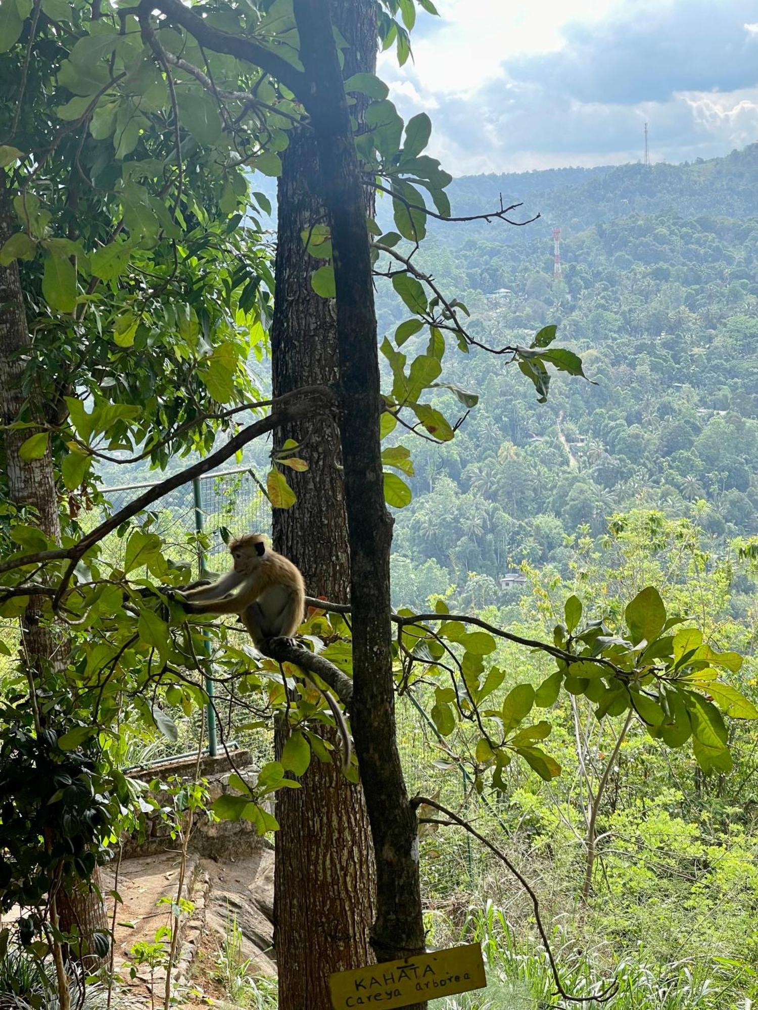Mount Melody 3* Kandy