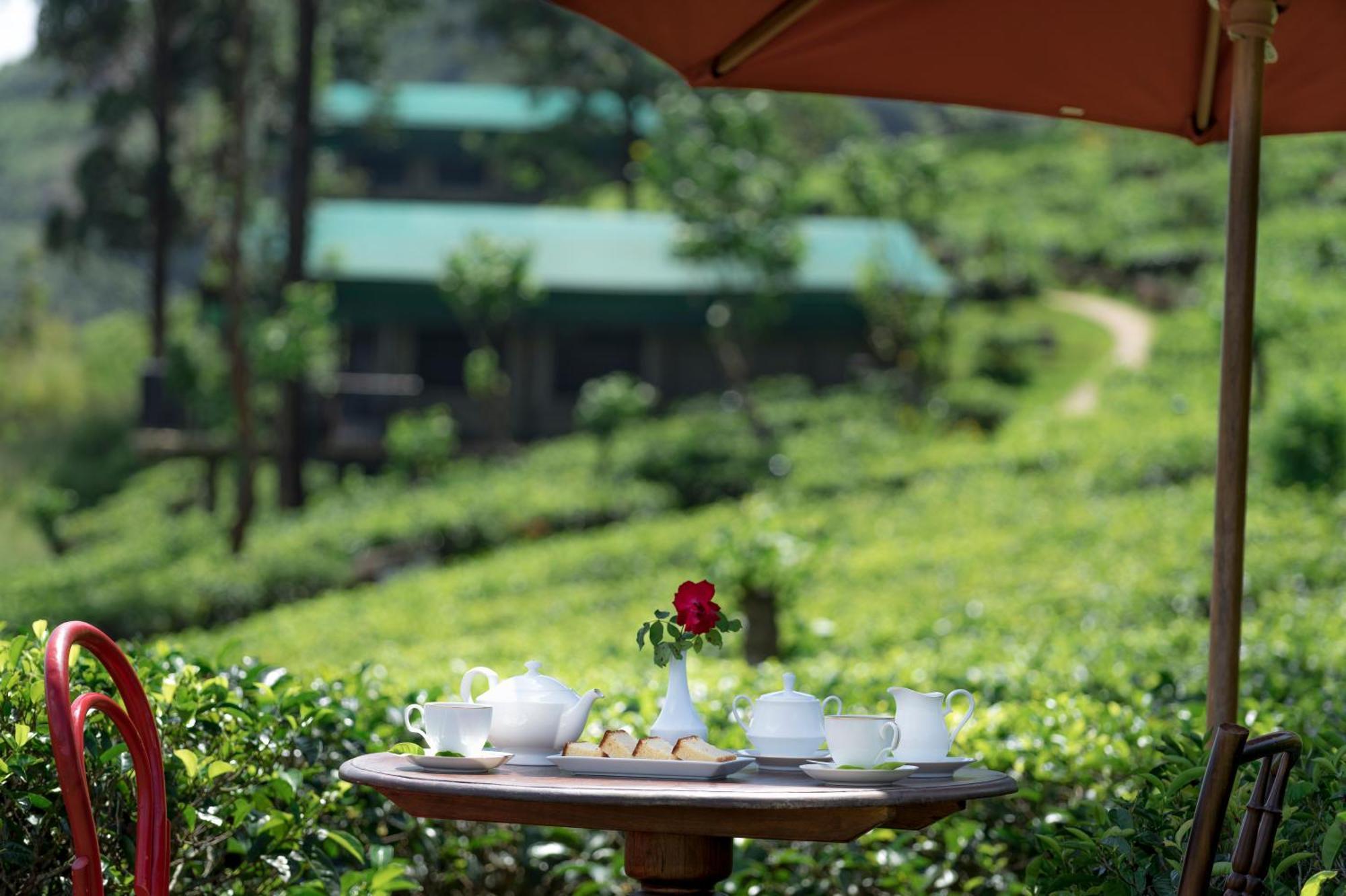 Madulkelle Tea And Eco