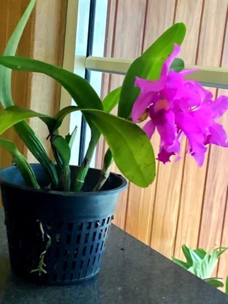 Grand Orchid Hotel Kandy