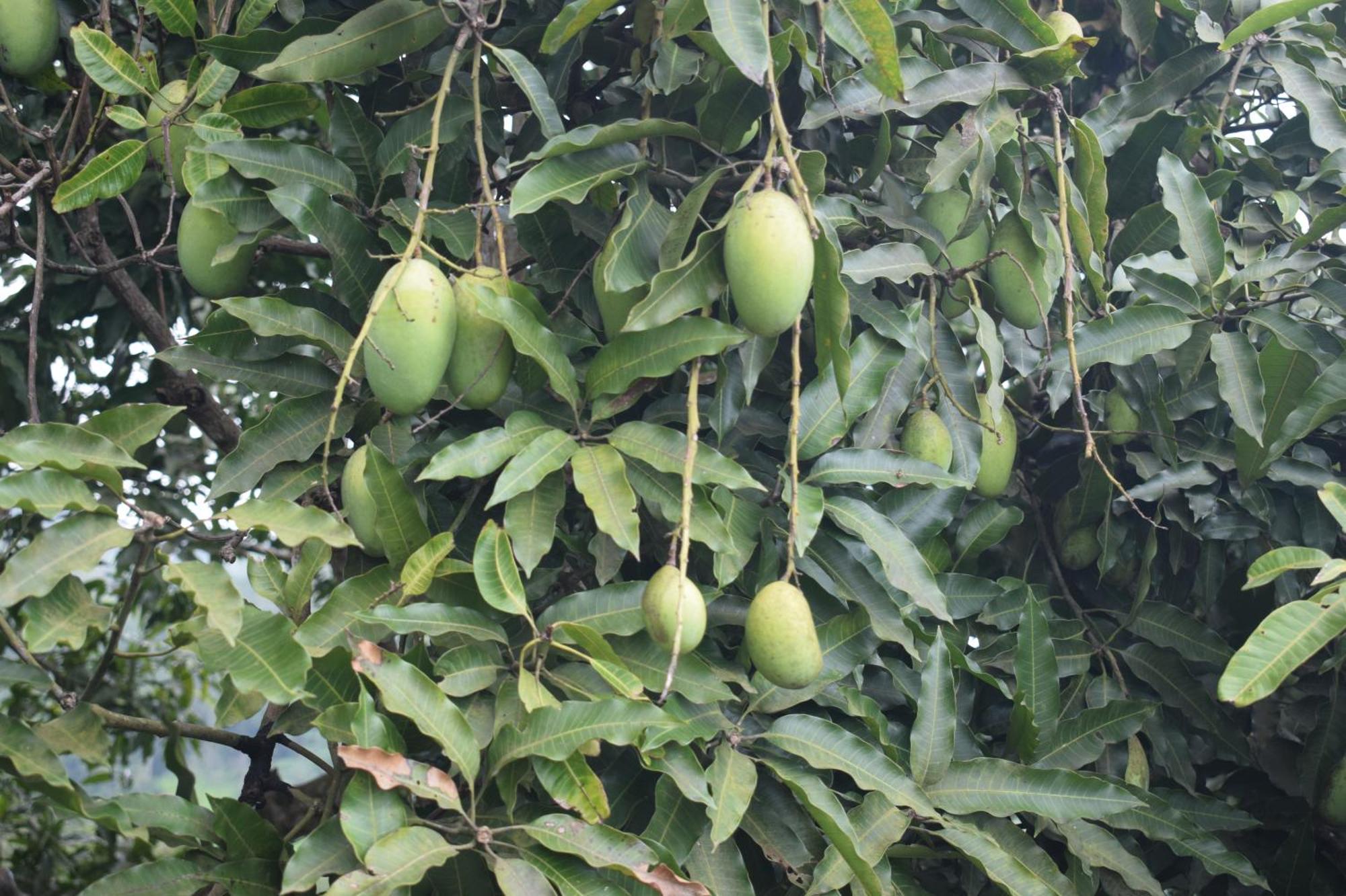 Homestay Namaya Nature Kandy