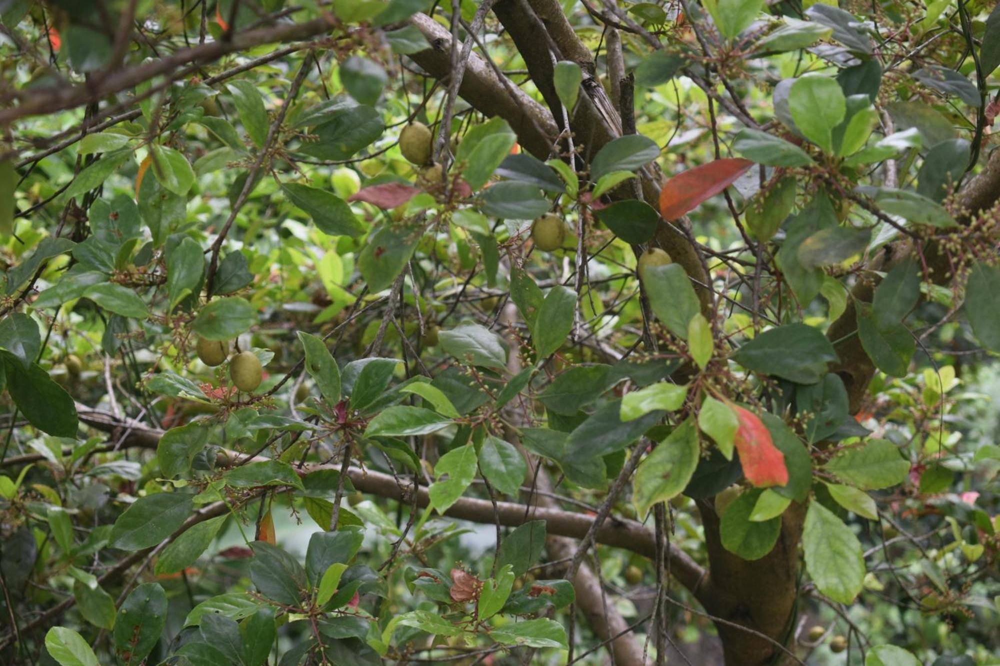 Namaya Nature Homestay *