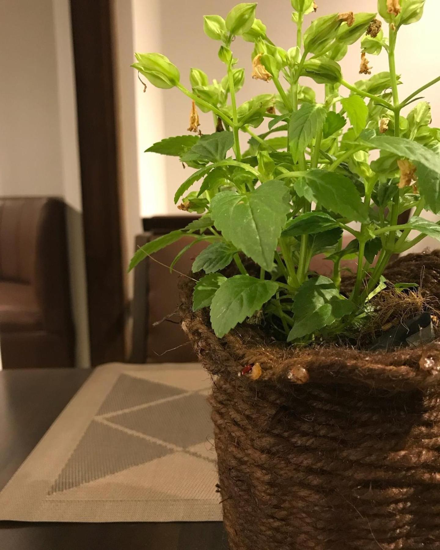 Hotel Celonese & Restaurant *
