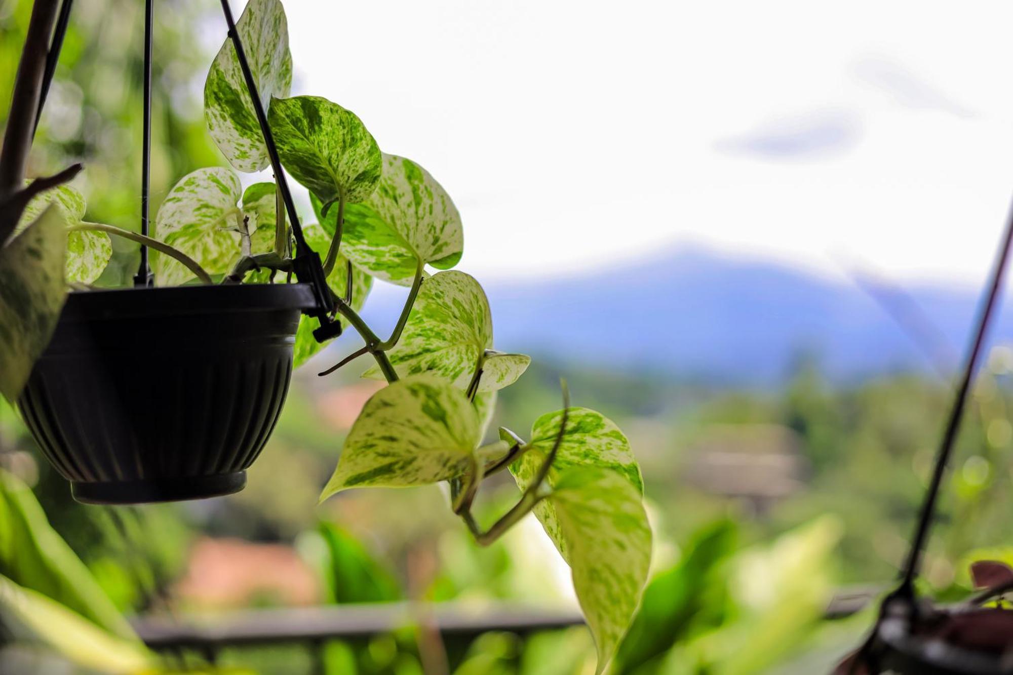 Guest house Cielo