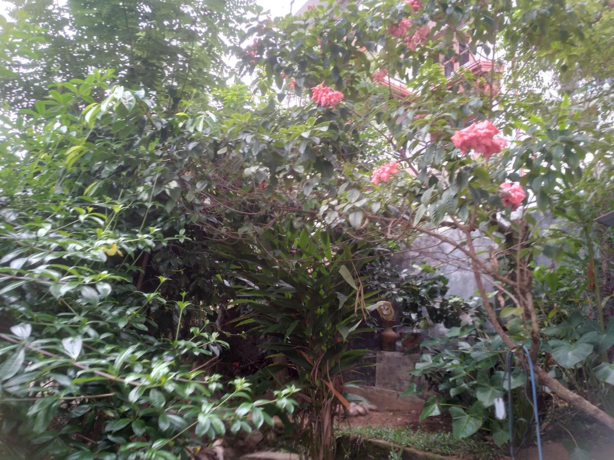 Homestay Riverview Guest *