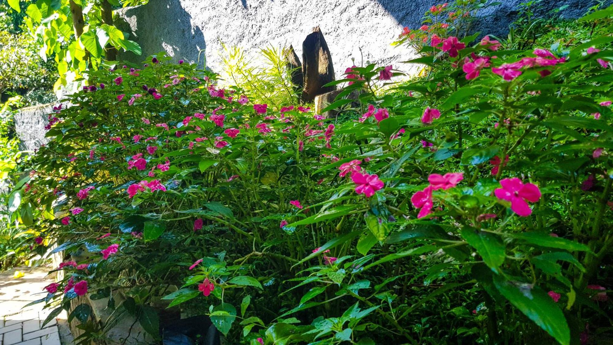 Lush Breeze Mount View *
