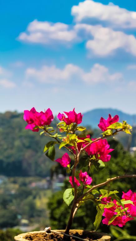 Mountain View Homestay *