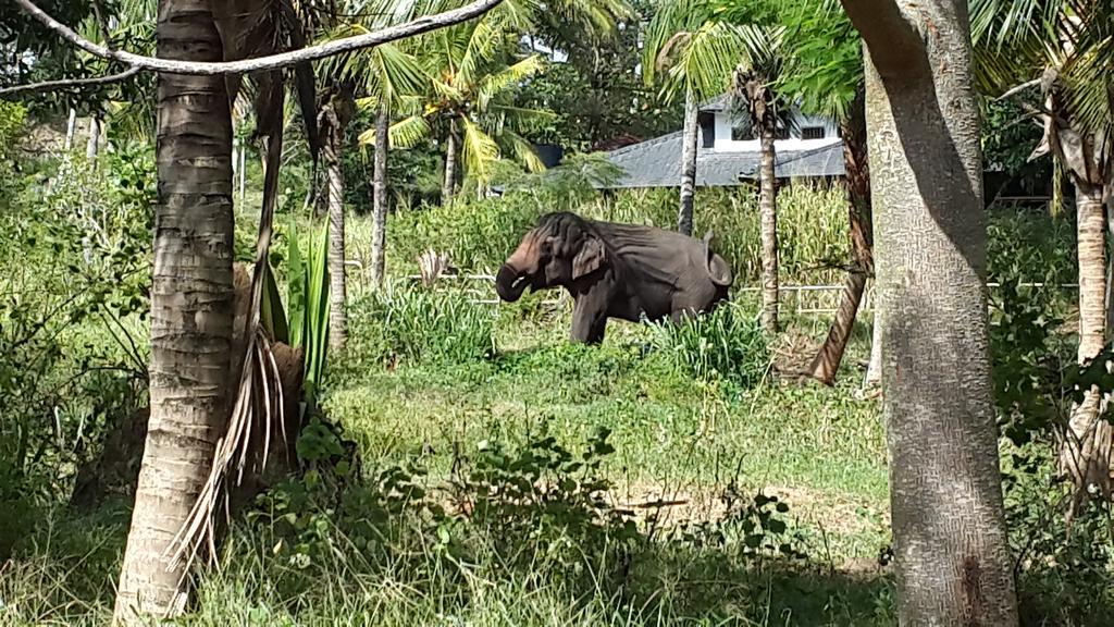Elephant Park