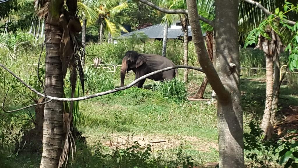 Elephant Park