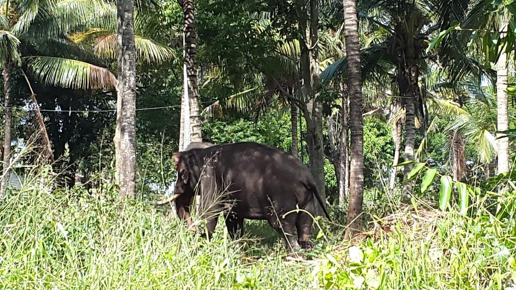 Bed & Breakfast Elephant Park