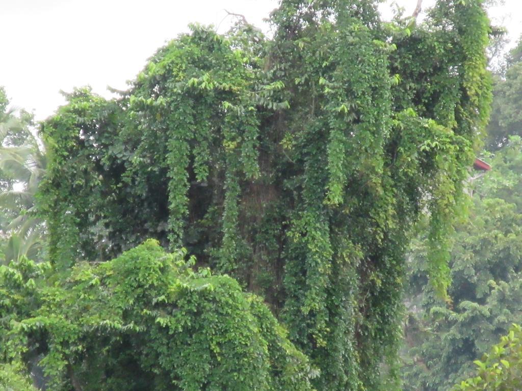Nature Walk