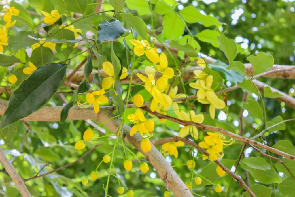 Satyodaya Educational Training Centre Bed & Breakfast Kandy