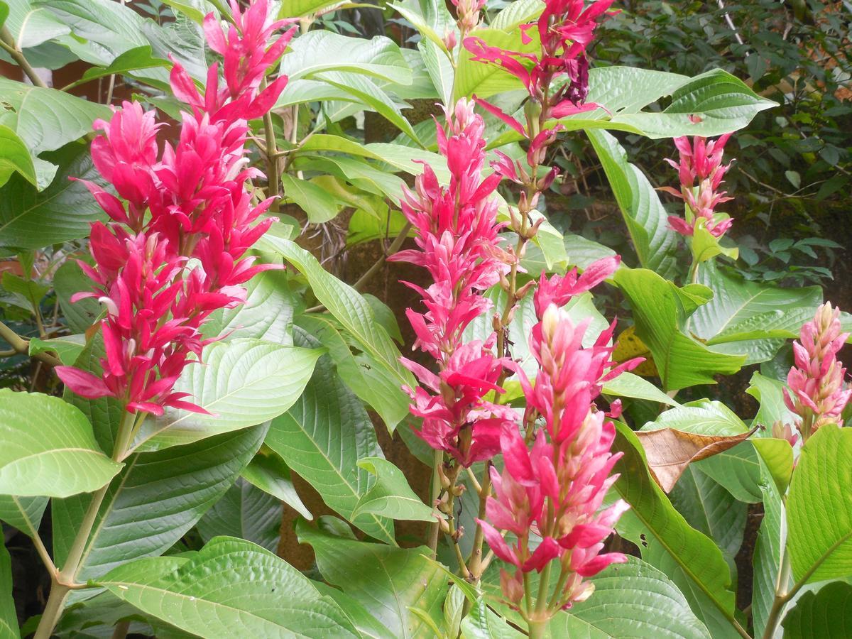 Hotel Le Leopard D 'argent Kandy