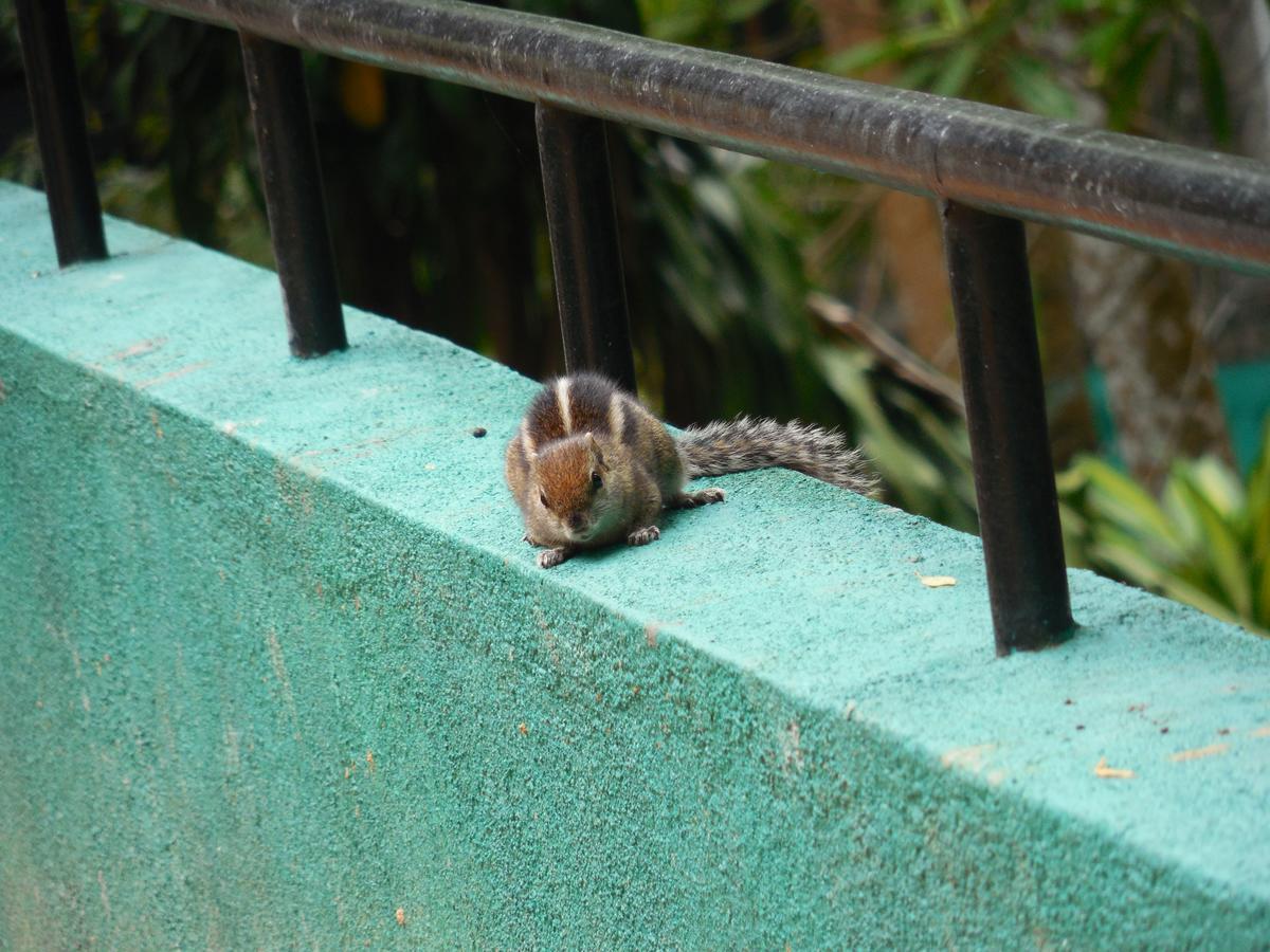 Le Leopard D 'argent Hotel 4*