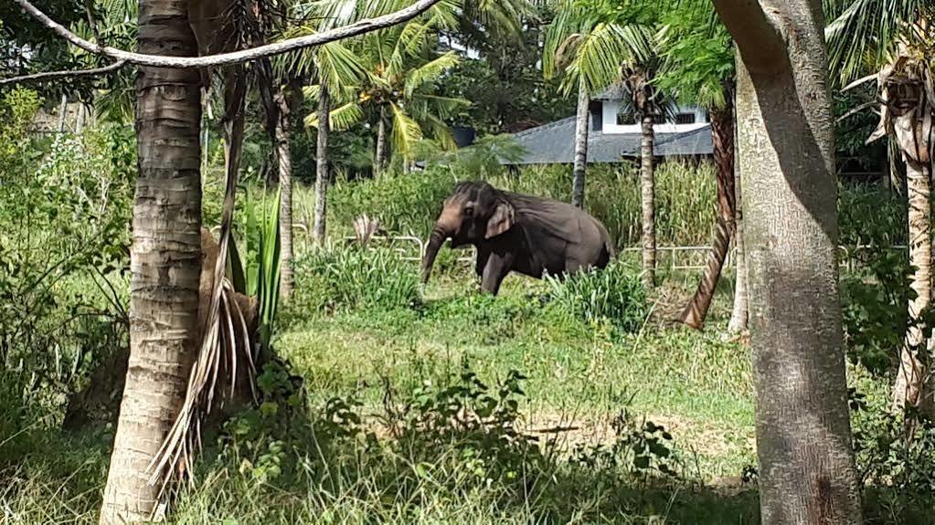 Bed & Breakfast Elephant Park