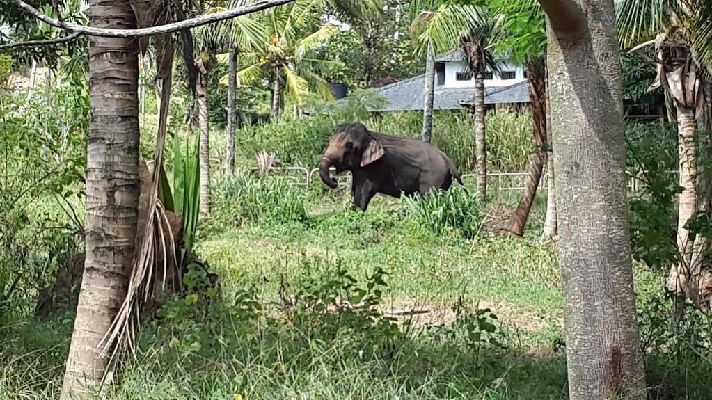 Elephant Park Bed & Breakfast 4*
