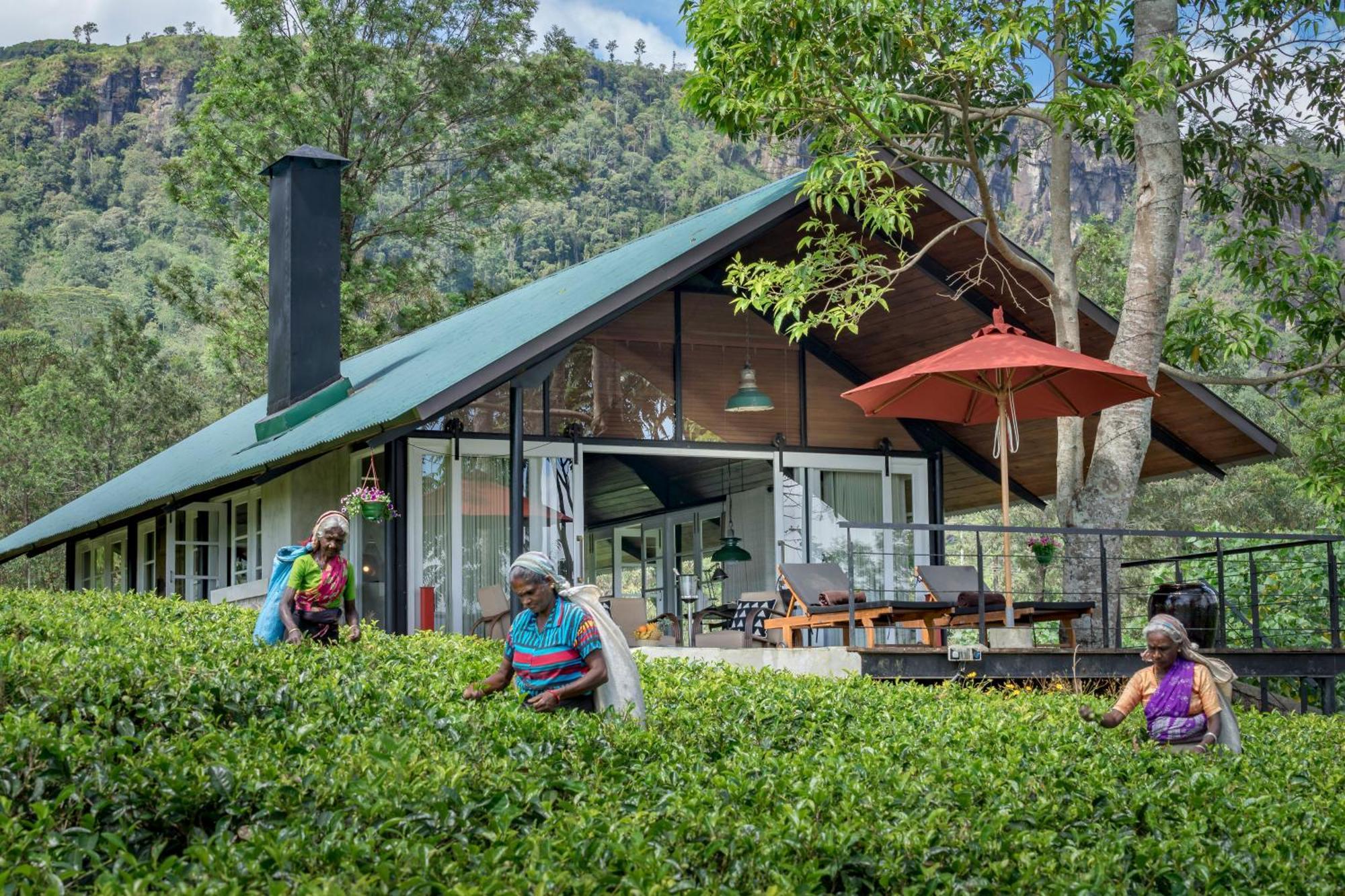 Madulkelle Tea And Eco Resort