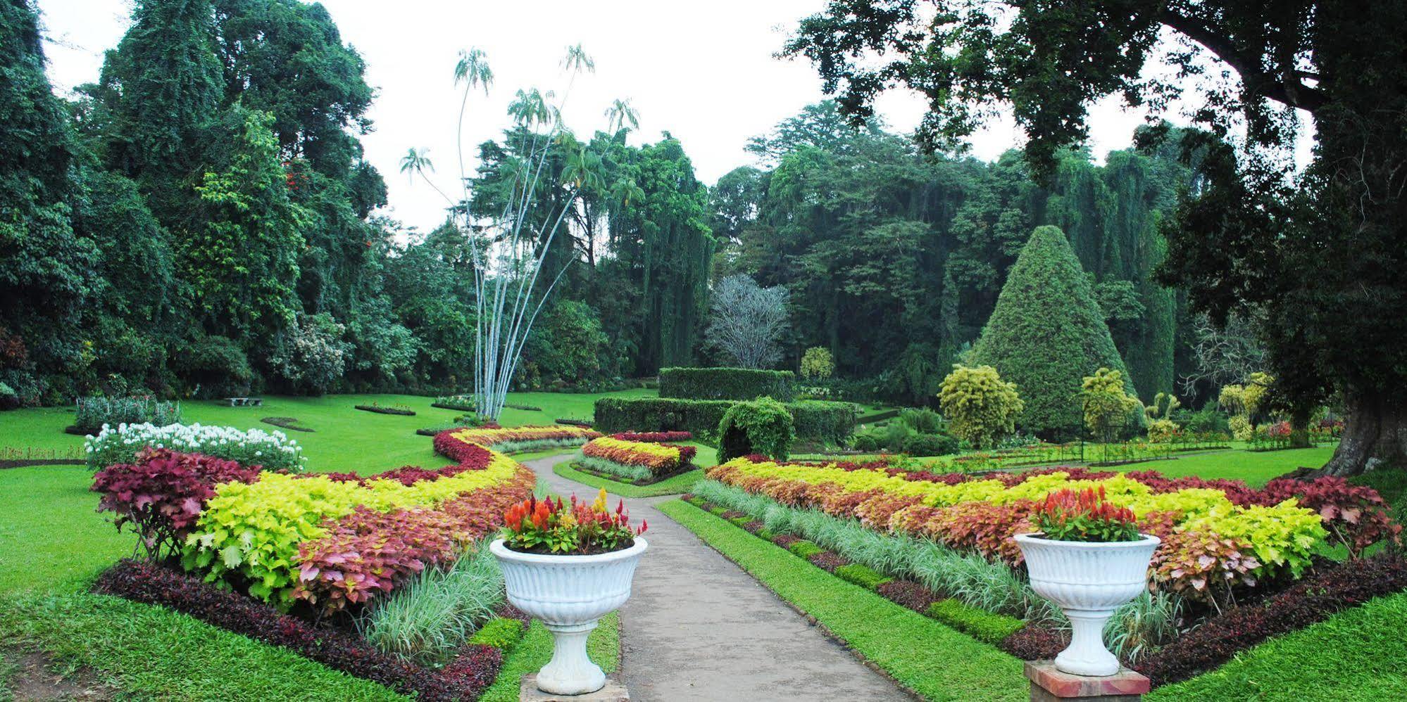 Forest * Kandy