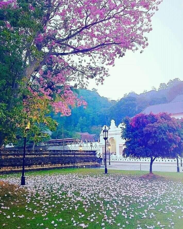 Grand Orchid