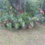 Entire House In Kandy