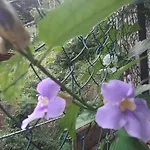 Laaya Kandy