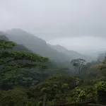 Jungle Tree House Rangala