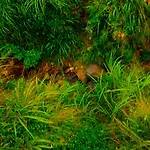 Little Nest Hanthana