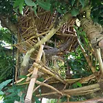 Organic Villa