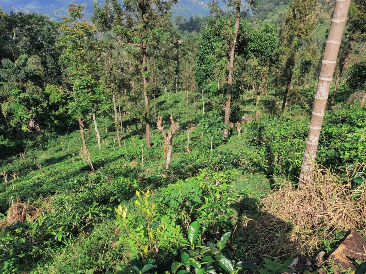 Rohana Estate & Kandy