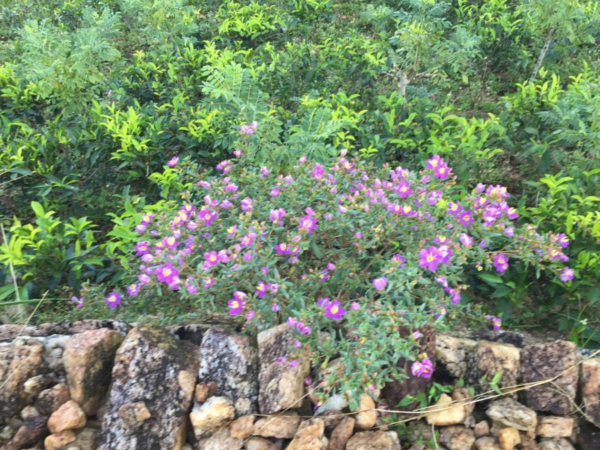 Rohana Estate &