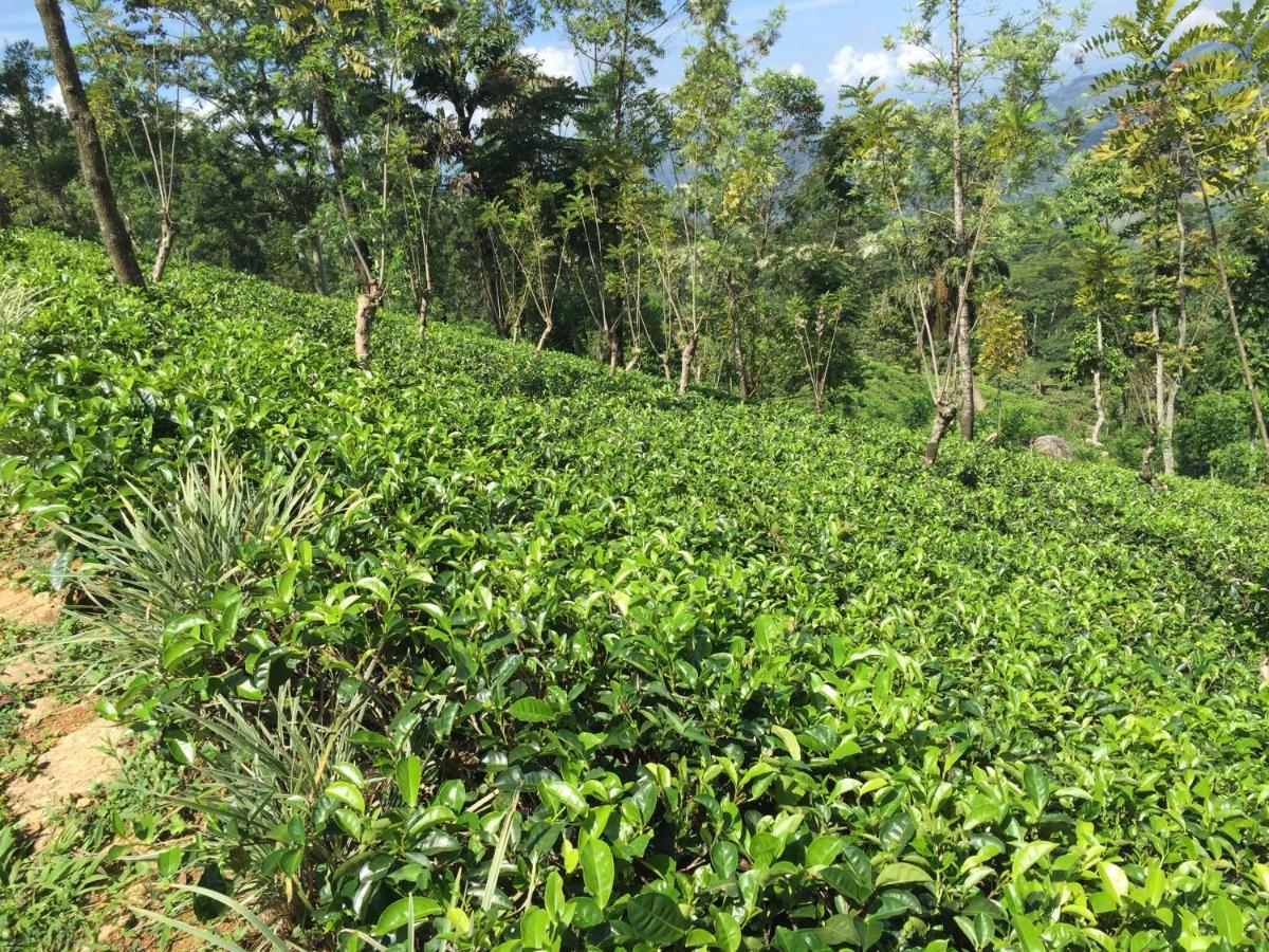 Rohana Estate & *