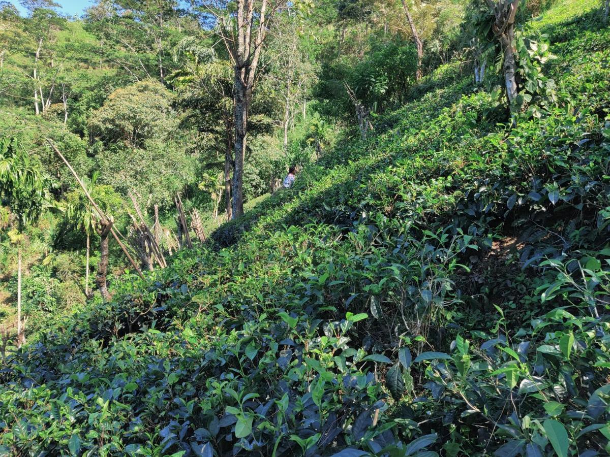 Rohana Estate & Homestay Kandy