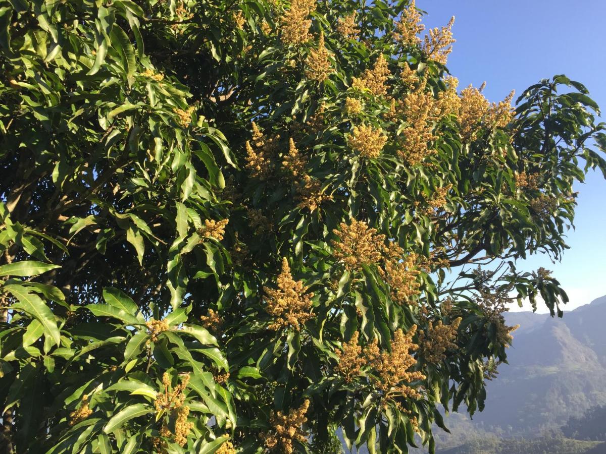 Rohana Estate & * Kandy