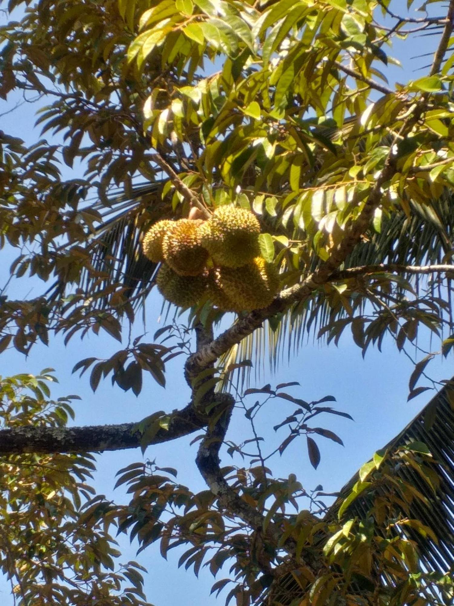Guest house 95 Rangala