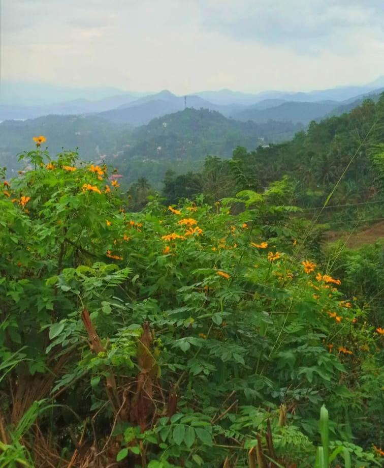 Resort Ivy Mountain View *