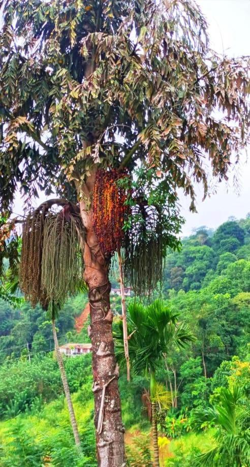 Resort Ivy Mountain View Kandy