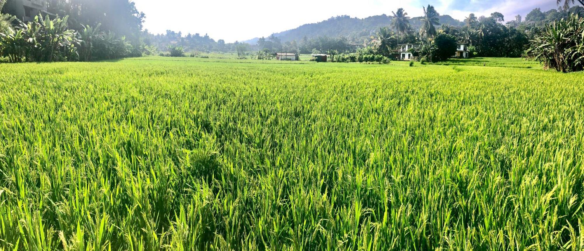 Homestay Serene