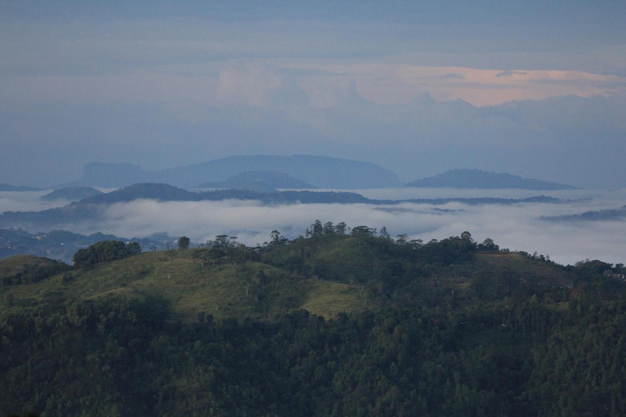 Homestay Rohana Estate & *