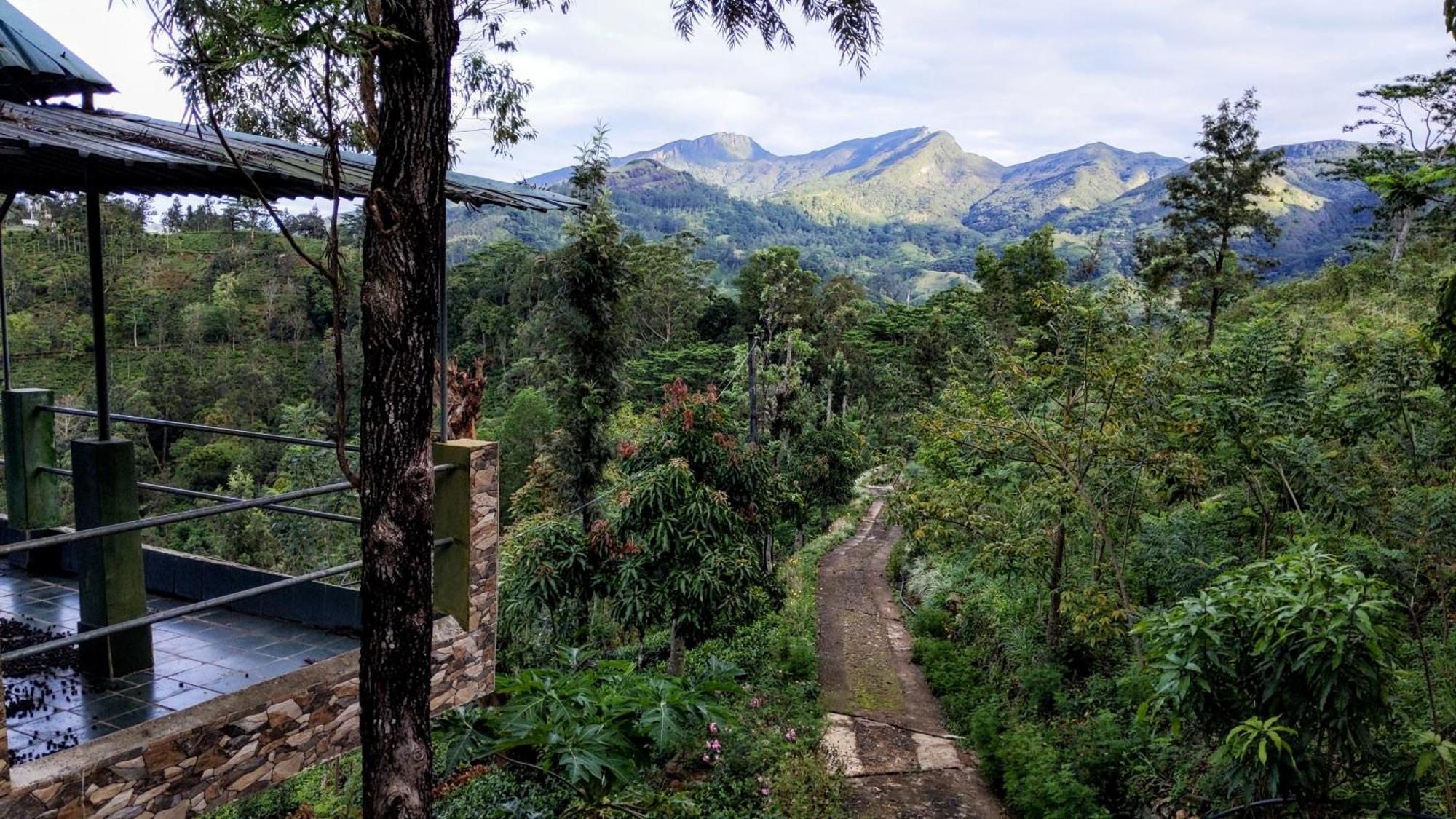 Rohana Estate & Kandy