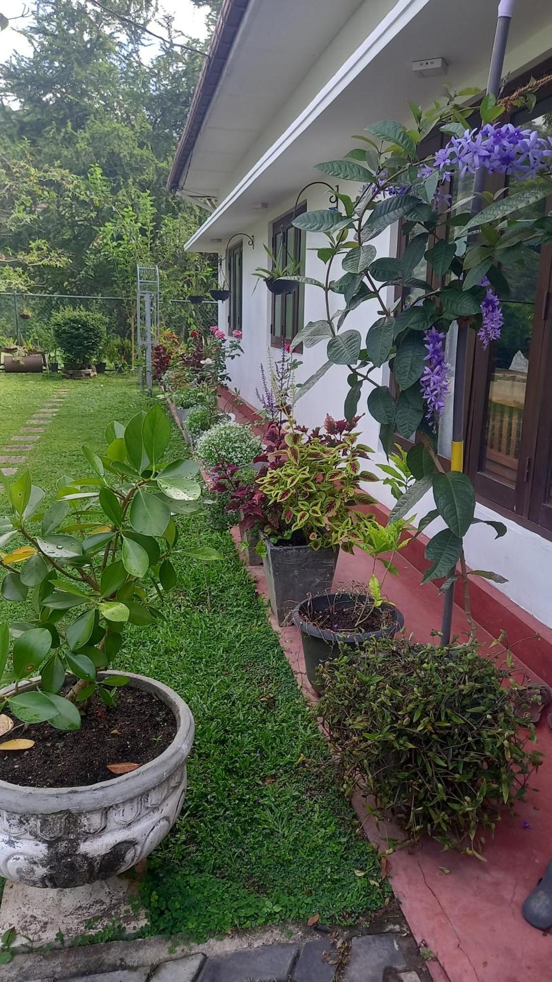 Guest house Mahaweli Shades 2*
