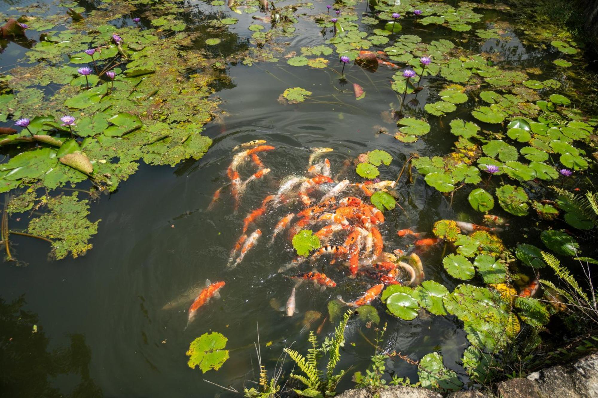 Shanthi Uyana Resort Kandy